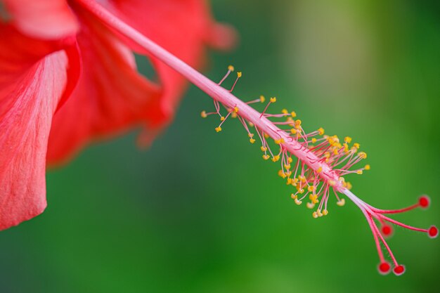 Exotic tropical garden or park nature with closeup hibiscus flower on a green background