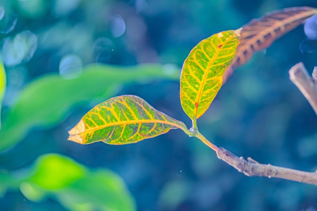 Exotic tropical green plants with wide leaves grow in botanical garden Beautiful colorful leaf with yellow accent in close up Rare Codiaeum Variegatum or Colocasias growing in green park