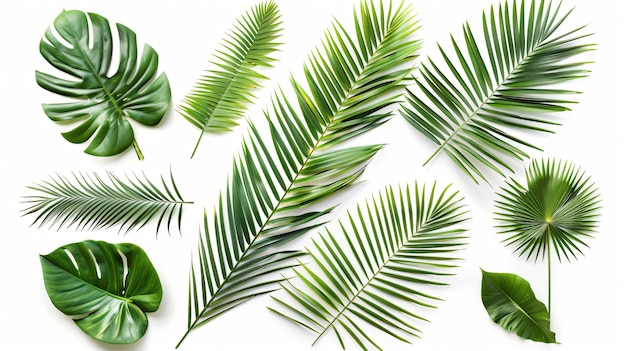 Exotic Tropical Palm Leaves Flat Lay Top View on White Background