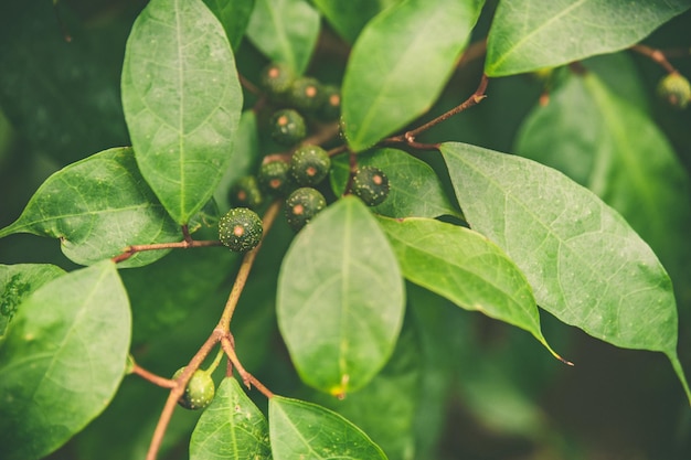 Exotic tropical plant with green berries pattern