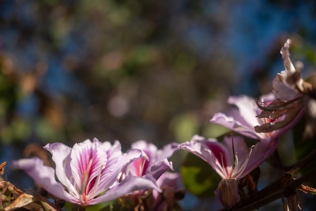 Exotic white and pink flowers background with copy space for text Summer nature wallpaper Tropical flora on sunny day Mountain ebony or orchid tree in bloom Flower frame or border