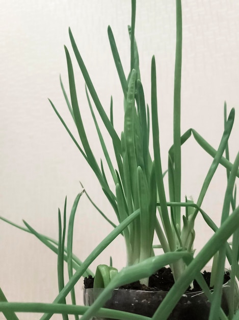 Experiment on growing plants in a bottle green onions