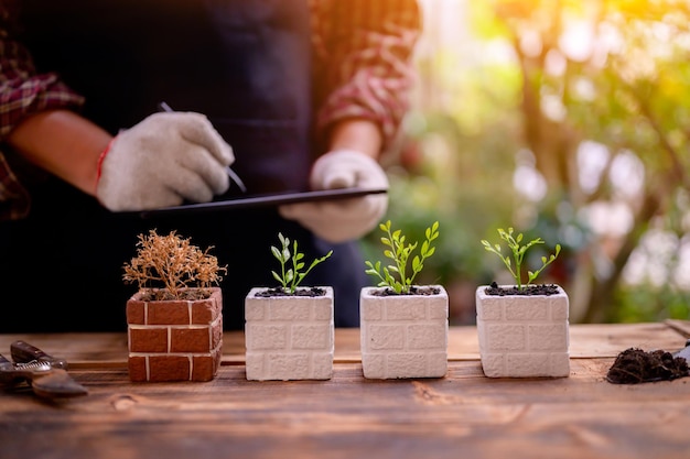 Experimenting with planting 4 trees and 1 dead. Home gardening nature and environment hobby. Relax and recreation on spring harvest season at home.