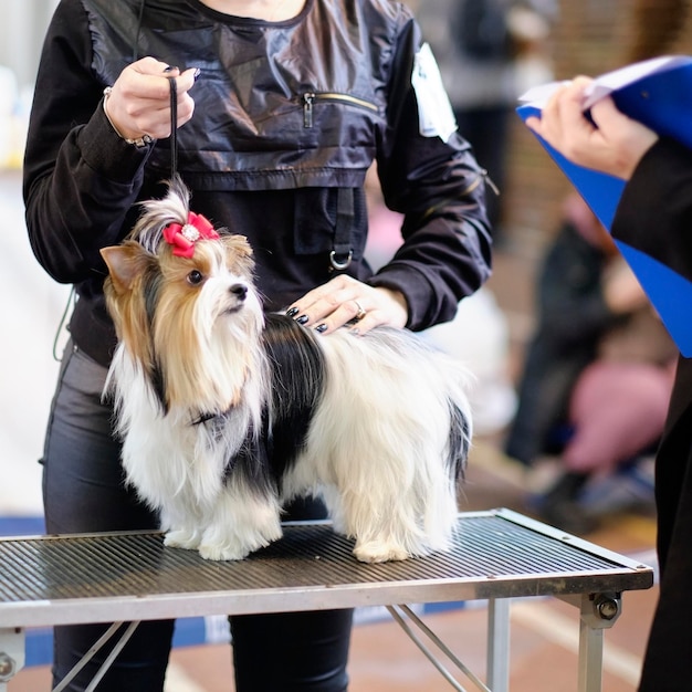 An expert examines a Beaver Yorkshire Terrier dog with a red bow at the exhibition