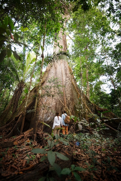 Explorer travelers observing the trees of the Amazon