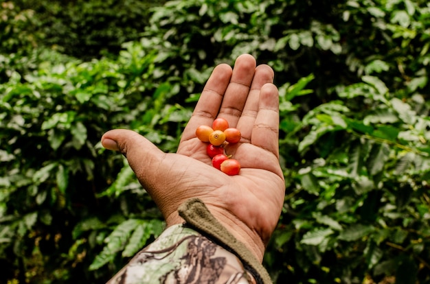 Exploring a coffee farm in Guatemala