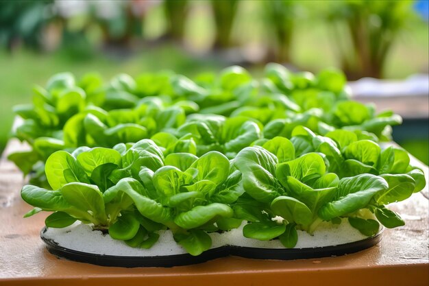 Exploring Innovative Gardening Hydroponic Brazilian Spinach and Green Lettuce with a Minimalist Soi