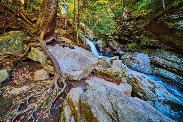 Exposed roots of tree over boulders by cliffs with waterfall into river of lush mossy forest