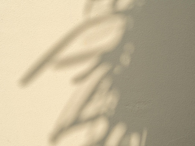 Exterior wall with smooth plaster. Morning sun with shadows of branches and leaves.