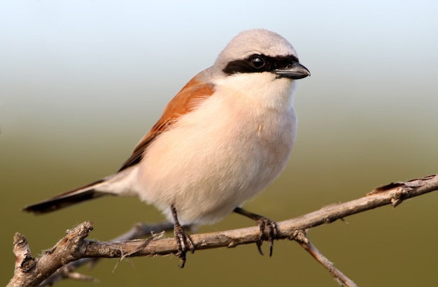 Extra close up portrait of male red backed shrike