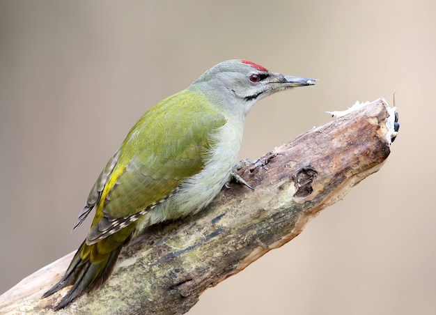 Extra Close up portrait of malegrey woodpecker in soft morning  light.