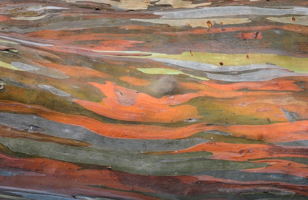 Extraordinary colored bark of Eucalyptus deglupta