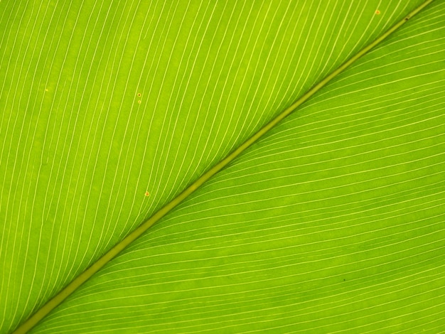 Extreme close-up of fresh green leaf as background.