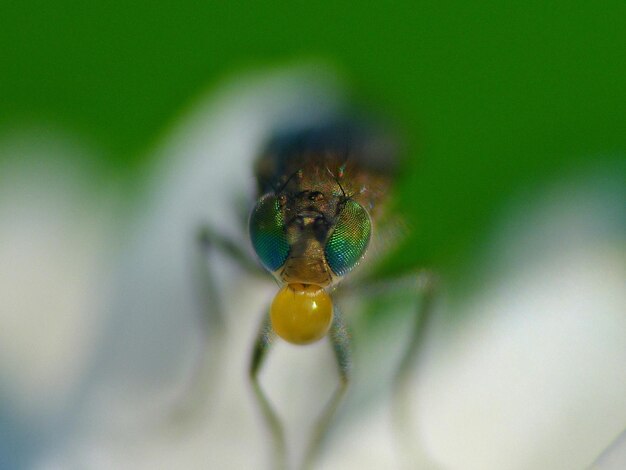 Photo extreme close-up of insect