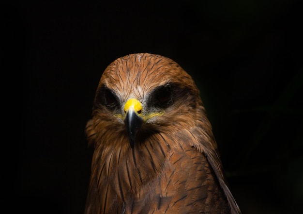 Extreme Close Up Javan Eagle