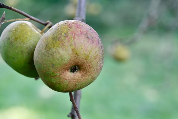 Extreme closeup of green apple hanging on an apple tree