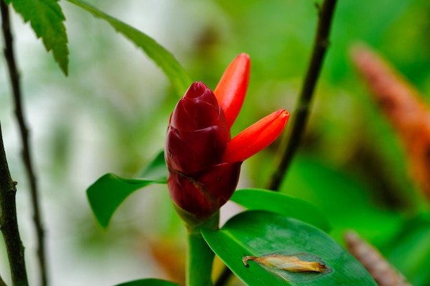 Extreme closeup of Red Button Ginger plant