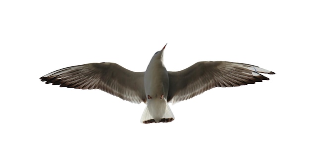 extreme closeup seagull in flight isolated on white