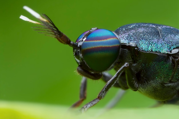 Extreme magnified soldier fly head and eyes