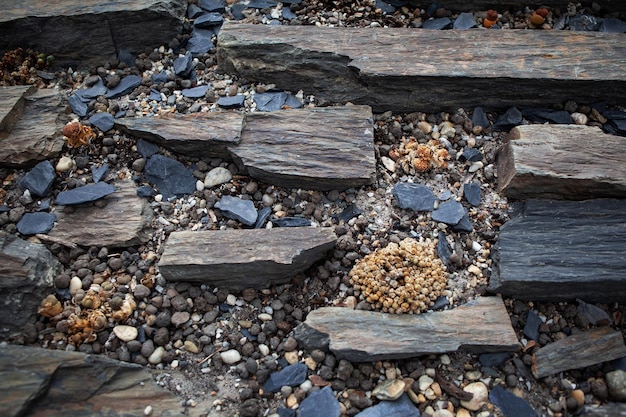 Extreme vegetation growing on arid and stony ground