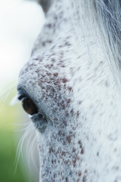 Eye of a gray horse close up