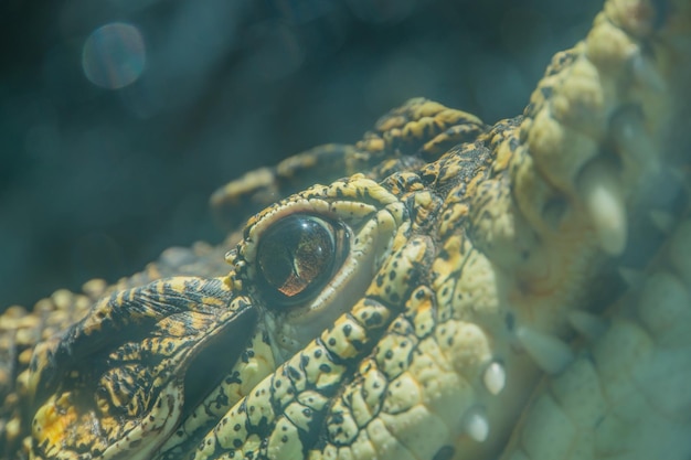 Eye of yellow crocodile in the river