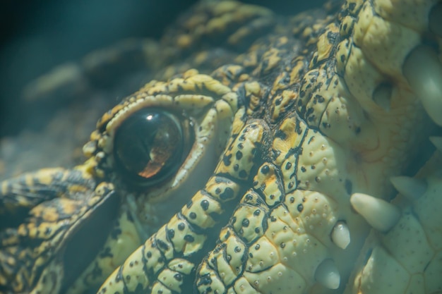 Eye of yellow crocodile in the river