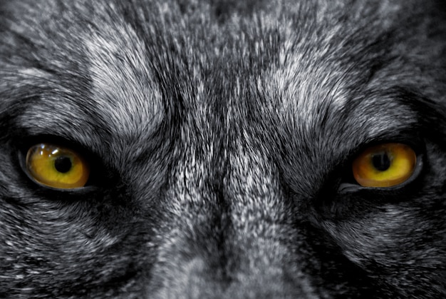 Eyes of wolf