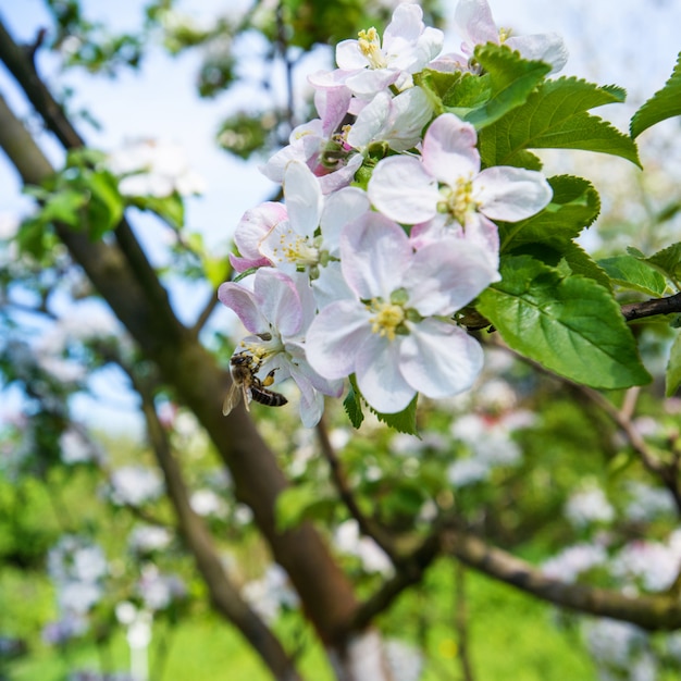 Fabulous blossom on the trees in the garden