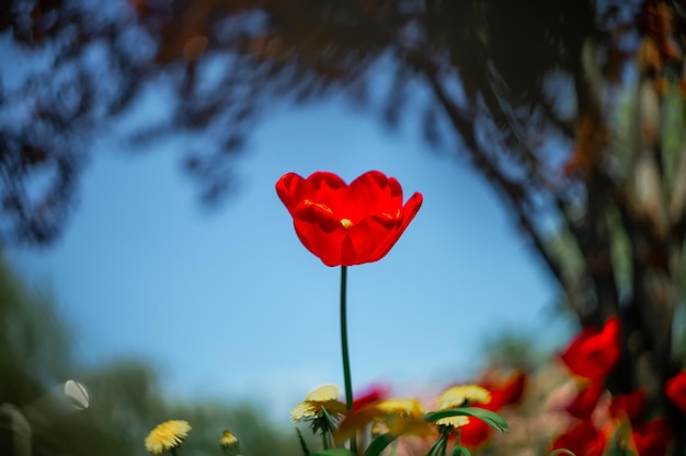 On a fabulous blurred background a red tulip flower grows