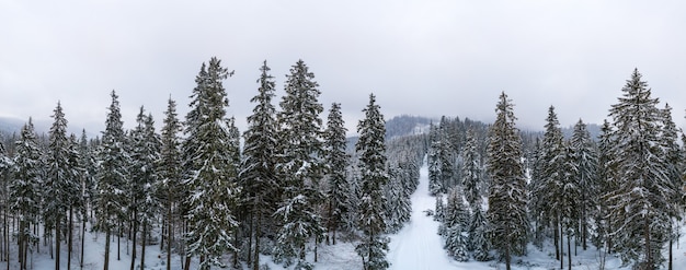 Fabulous snow-covered panorama of spruce trees