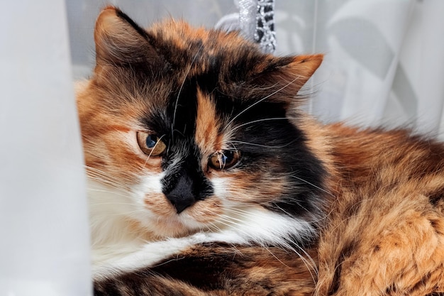 Face of angry tricolor cat closeup portrait