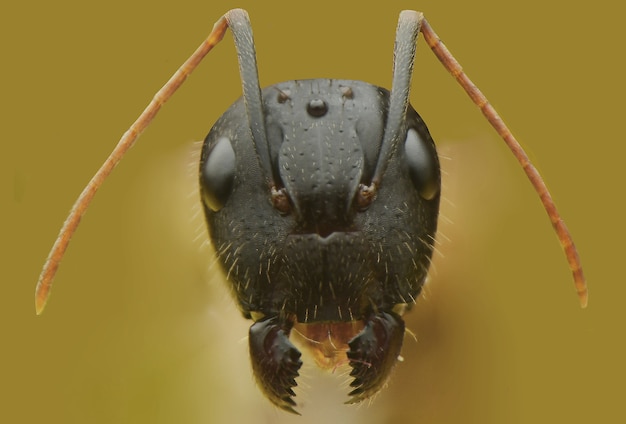 Face Ant Front View