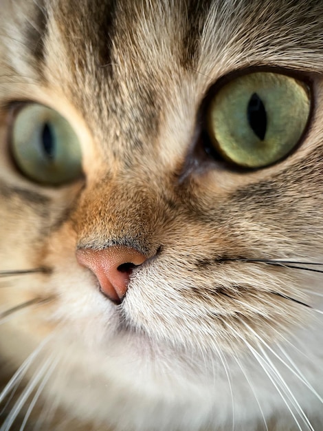 The face of the British shorthair Golden Chinchilla NY25 closeup