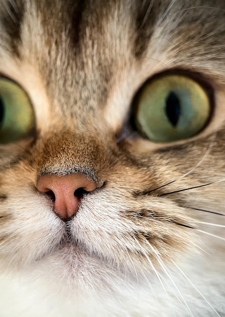 The face of the British shorthair Golden Chinchilla NY25 closeup