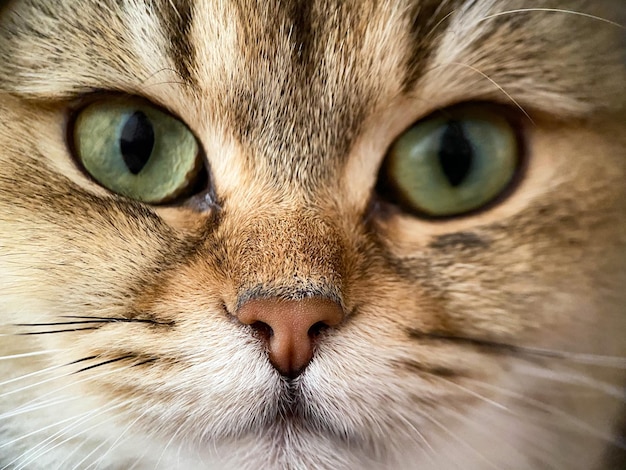 The face of the British shorthair Golden Chinchilla NY25 closeup