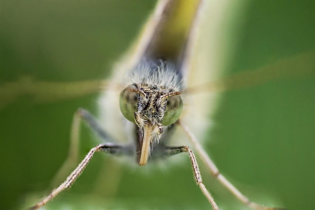 Photo face of buckwheat butterfly or lemongrass butterfly closeup in green leaf of grass super macro photo of insect concept of macro world