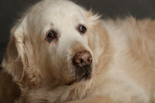 face dog on gray wall