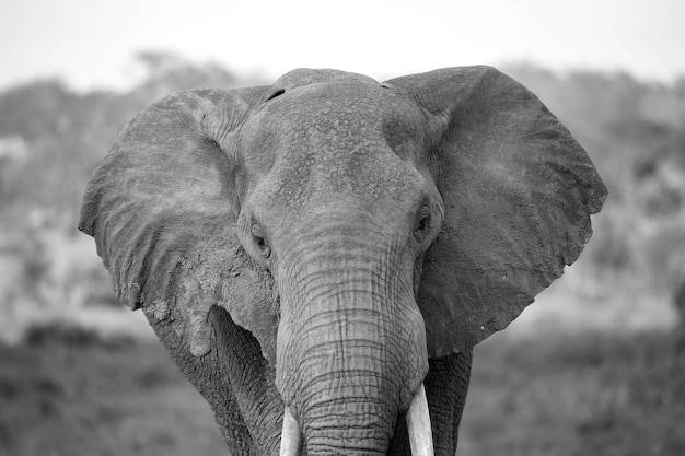 Face of a red elephant taken up close