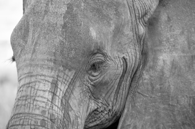 Face of a red elephant taken up close