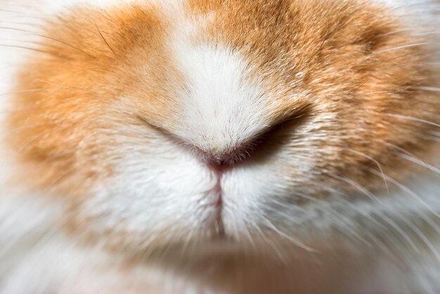 Face spotty beige and white pet rabbit