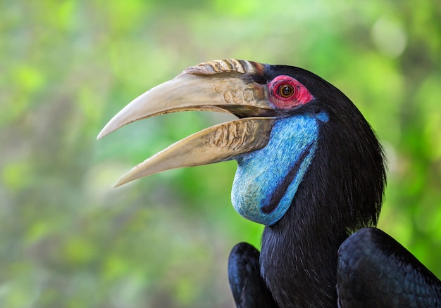 face of the Wreathed Hornbill