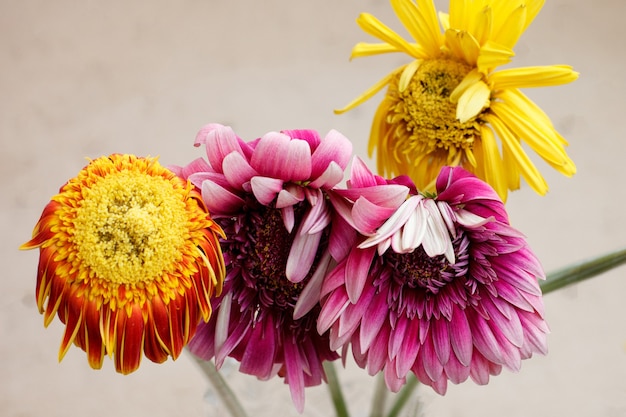 A fading bouquet of multicolored gerberas in a transparent vase