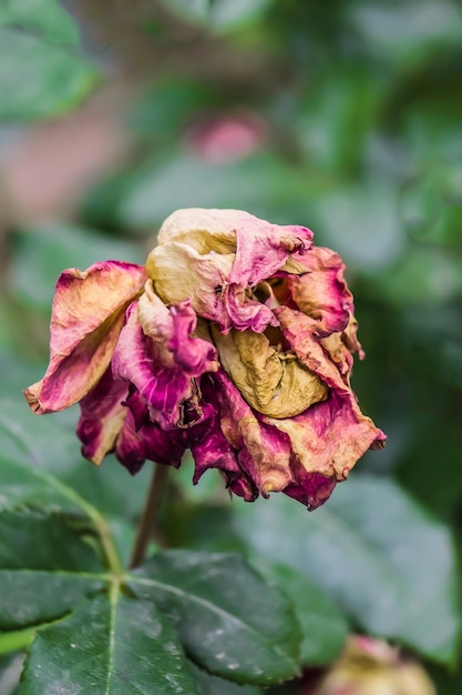 Fading rose in the garden Withering