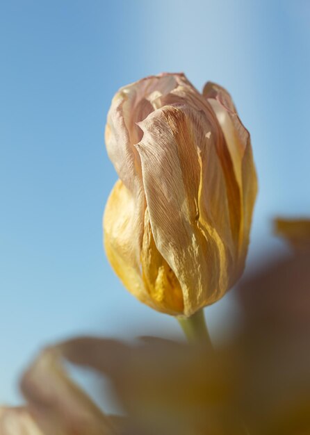 Fading tulpan flower closeup against blue background