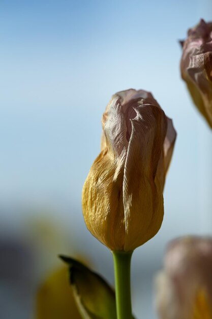 Fading tulpan flower closeup against blue background