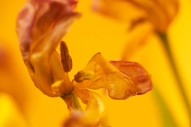 Fading tulpan flower closeup against yellow background