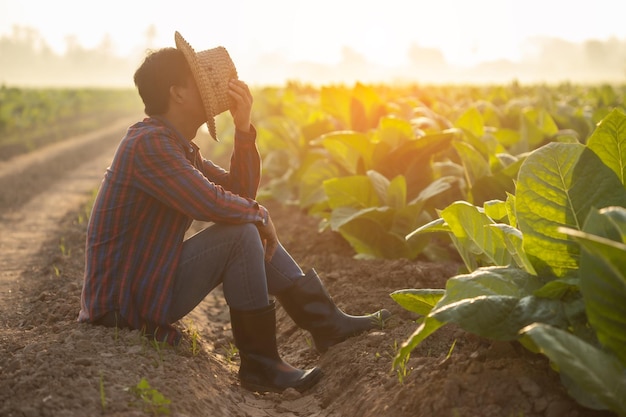 Fail unsuccessful or very tired farmer concept Asian farmer is working in the field of tobacco tree sitting and feeling quite bad sick and headache