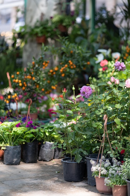 Fair of flowers in tbilisi beautiful flowers and plants for home or garden spring in georgia