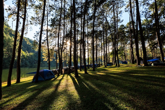 Fair light from the sun and shadow of the pine trees